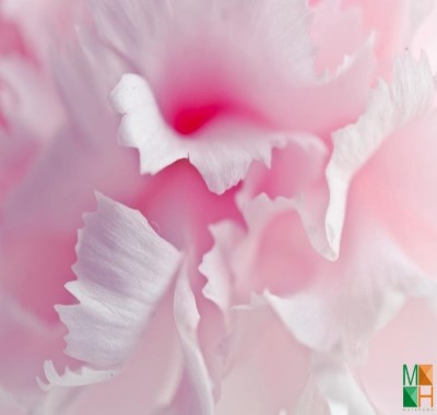  Tranh dán tường Hàn Quốc cánh hoa đẹp FW - 086